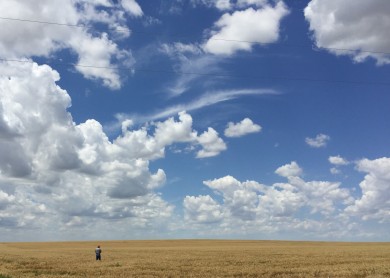 Darrell wheat field 1